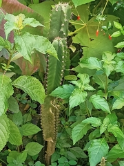 Euphorbia trigona
