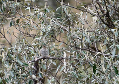 Geospizopsis unicolor