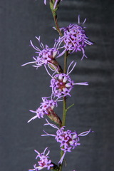 Liatris elegantula