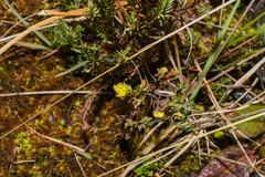 Hypericum lancioides