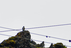 Geranoaetus polyosoma