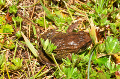 Pristimantis buckleyi