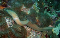 Brummer's Moray photo 3