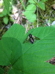 Cimbicidae