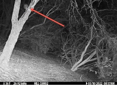 Glaucidium gnoma