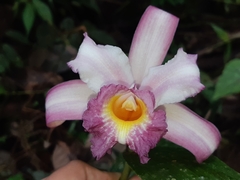 Sobralia ecuadorana