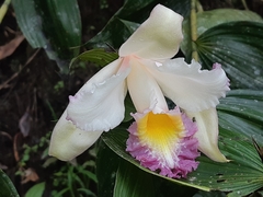 Sobralia ecuadorana