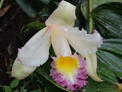 Sobralia ecuadorana