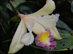 Sobralia ecuadorana