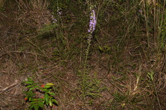 Liatris elegantula