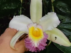 Sobralia ecuadorana