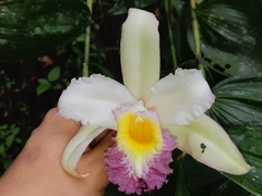 Sobralia ecuadorana