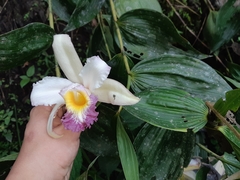 Sobralia ecuadorana