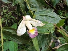 Sobralia ecuadorana