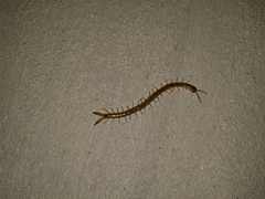 Cormocephalus guildingii