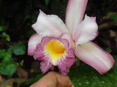Sobralia ecuadorana