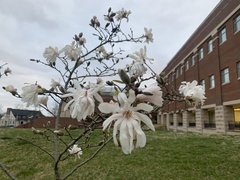 Magnolia