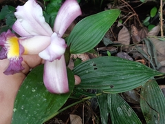 Sobralia ecuadorana