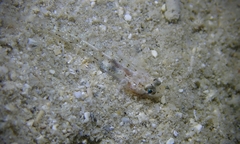 Gnatholepis knighti