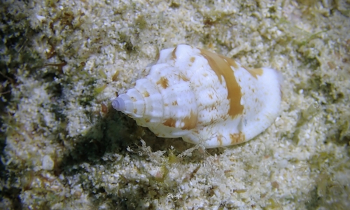 Canarium wilsonorum observed 2022-03-03