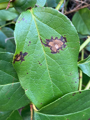 Cameraria gaultheriella