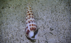 Terebra achates