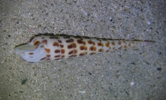Terebra achates