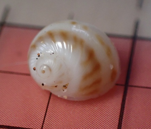 Notocochlis gualteriana observed 2022-03-01