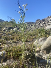 Cryptantha muricata jonesii