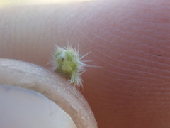 Cryptantha muricata jonesii