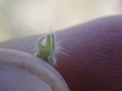 Cryptantha muricata jonesii