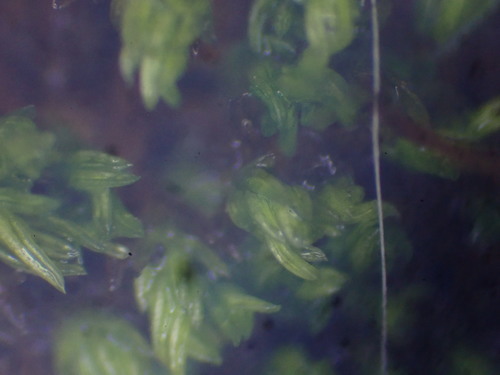 Image of Pseudocrossidium revolutum by no rights reserved
