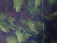 Pseudocrossidium revolutum