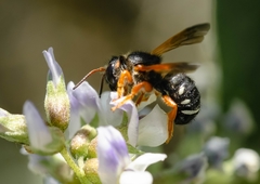 Notanthidium steloides