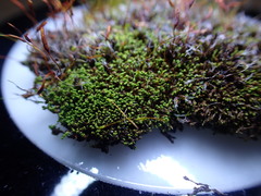 Pseudocrossidium revolutum