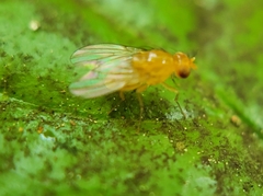 Neogriphoneura