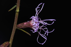 Liatris elegantula