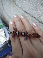 Coleonyx nemoralis
