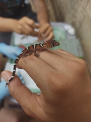 Coleonyx nemoralis