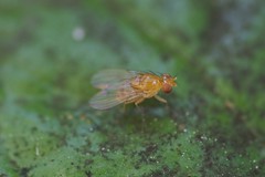 Neogriphoneura