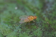 Neogriphoneura