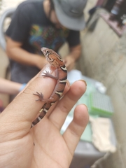Coleonyx nemoralis