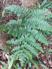 Diplazium viridissimum