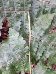 Diplazium viridissimum
