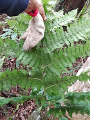 Diplazium viridissimum