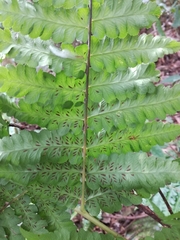 Diplazium viridissimum