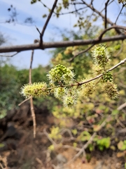 Combretum albidum
