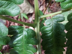 Diplazium viridissimum