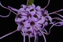 Liatris elegantula