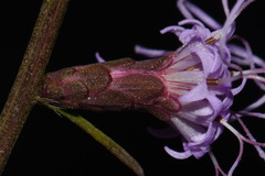 Liatris elegantula